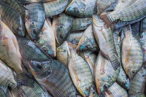 Musht Fishing in the Sea of Galilee - Israel Inside Out