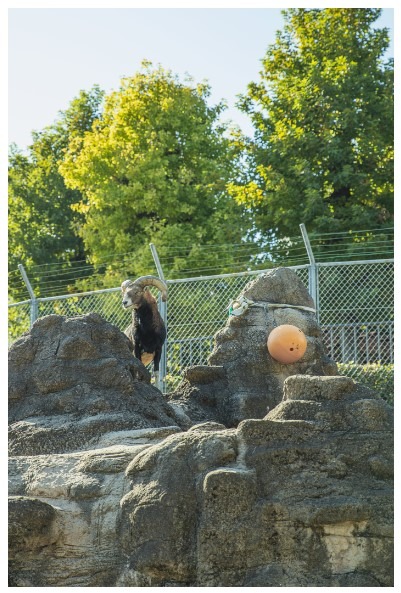 Capra ibex nubiana in Jerusalem Biblical Zoo