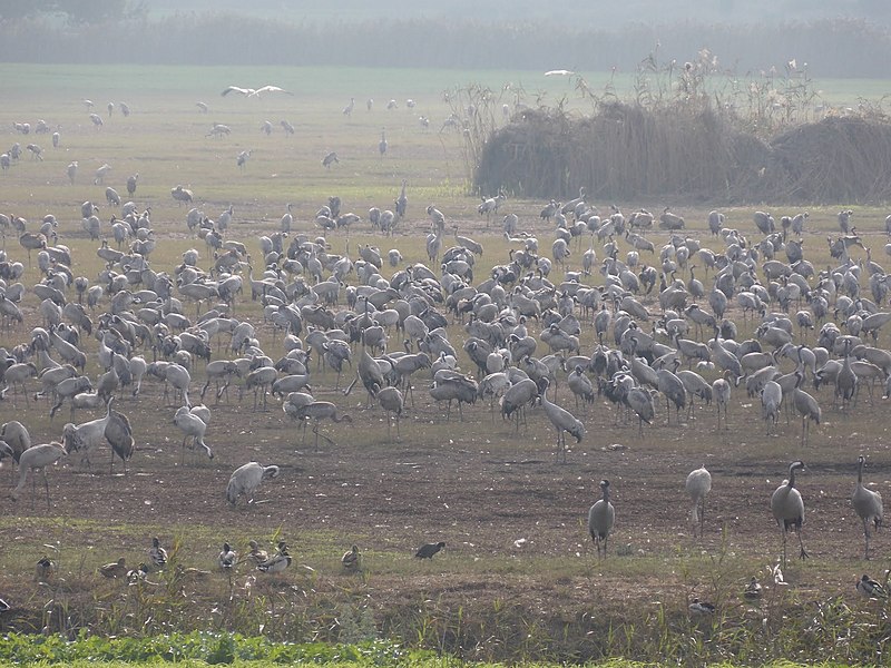 migratory birds in israel