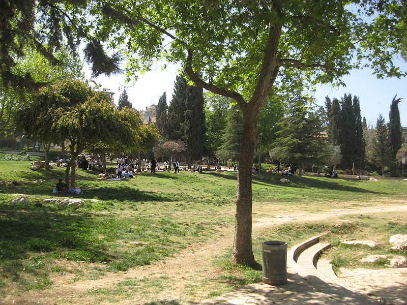 a grassy lawn with trees and a path