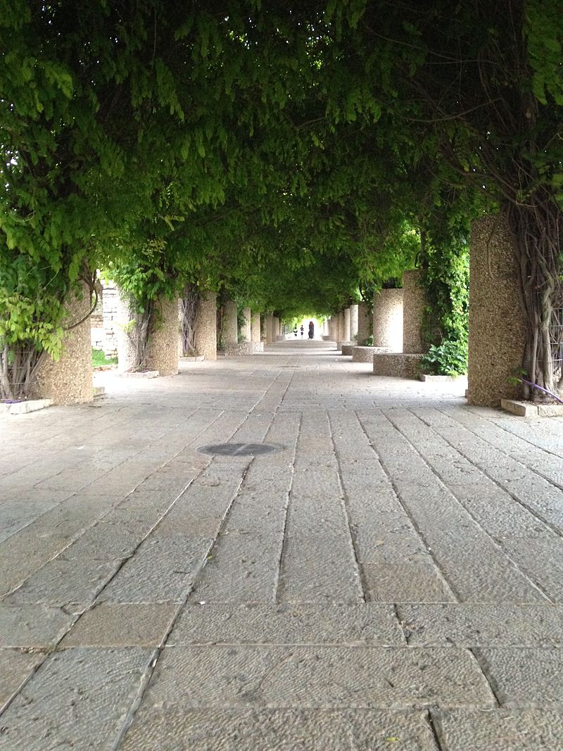 a tree-lined walkway