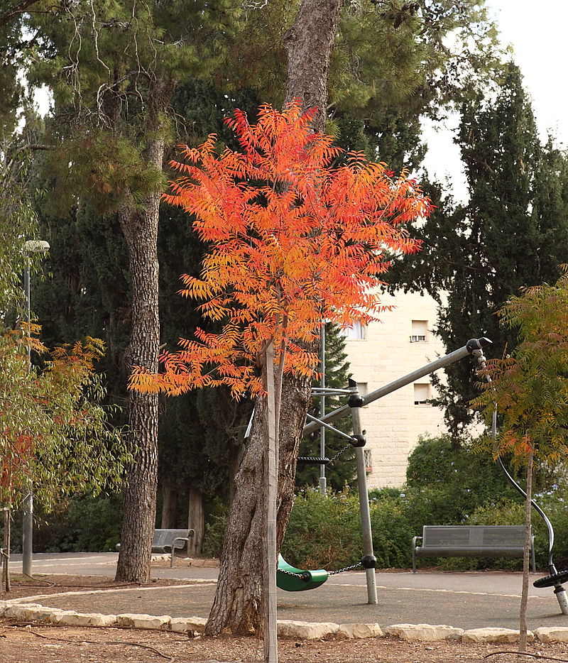 a tree with a red foliage