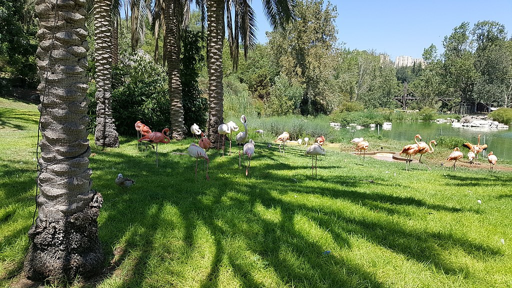 flamingoes in a grassy lawn under the shade of trees