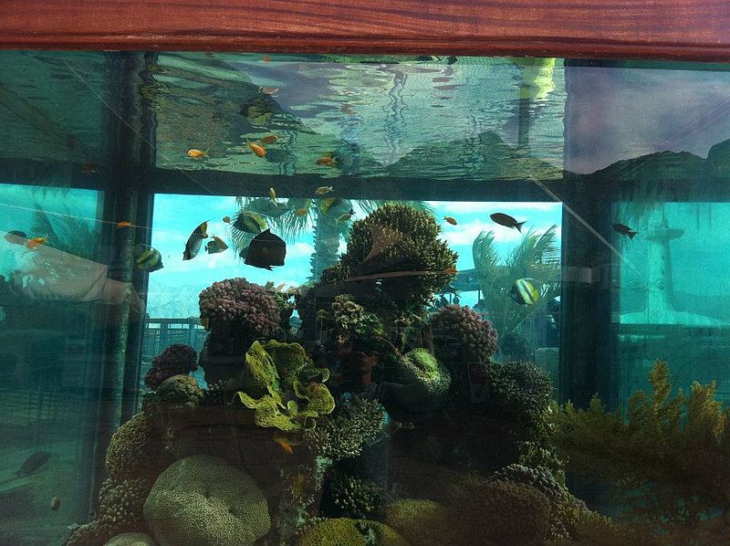 corals in an aquarium