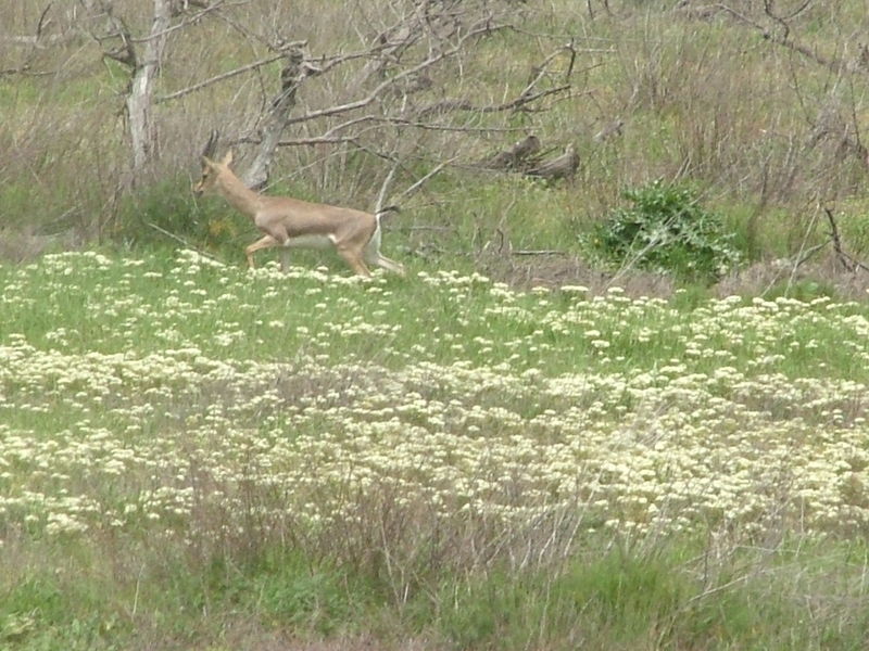 gazelle in the valley