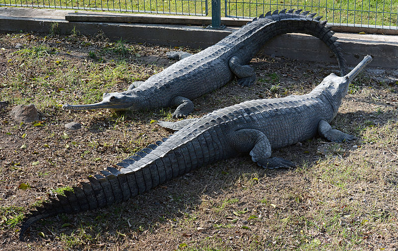 two crocodiles