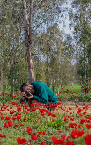man taking a photo of red flowers