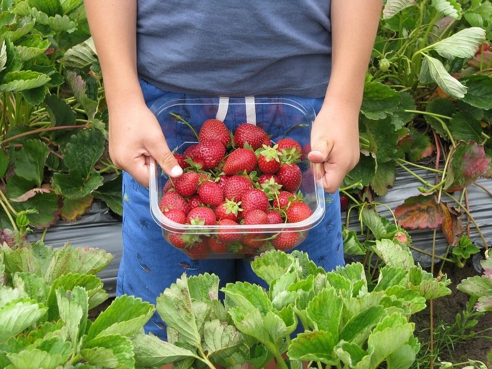 a young boy holding a basket of strawberries