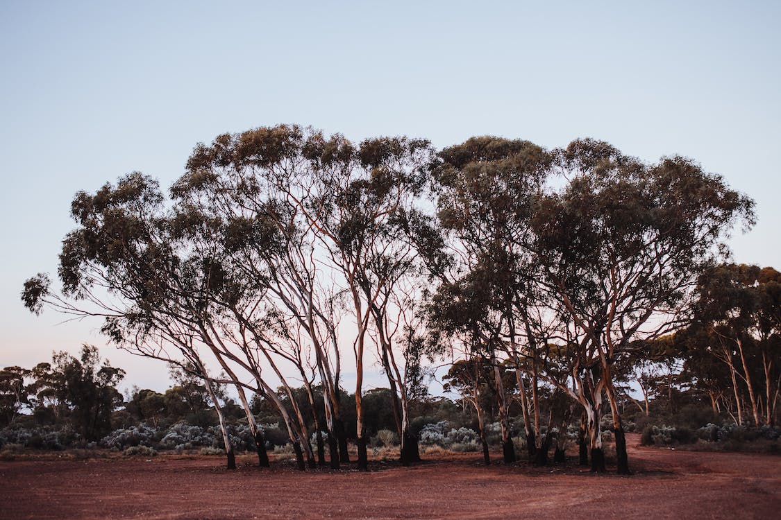 Kvutzat Kinneret Eucalyptus Groves