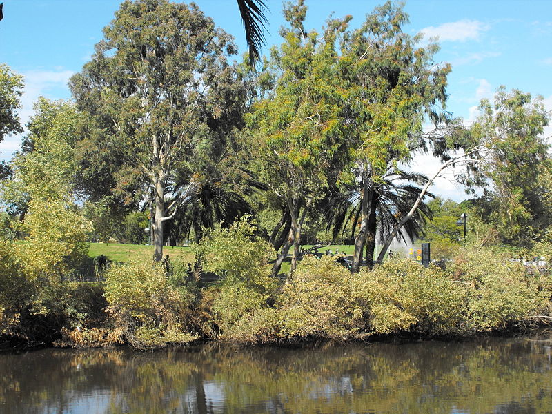trees and shrubs on the banks of a lake