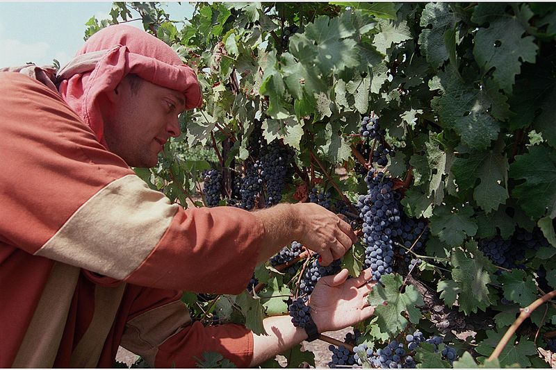 a man picking grapes