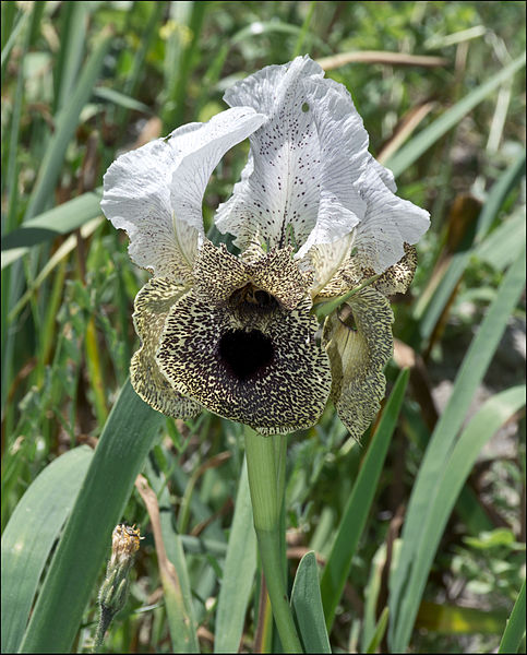 Iris Nazareth – A Famous Israeli Flower