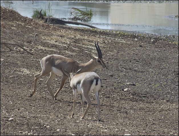 Jerusalem Gazelles - A Sign of Spring