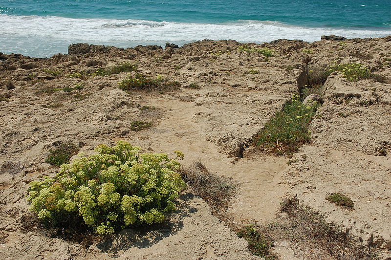 a bush in a rocky beach