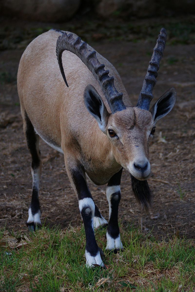 horned goat