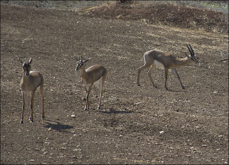 three young gazelles