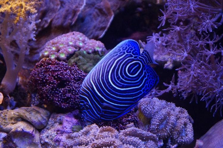 striped fish and corals
