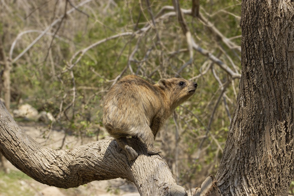 rock hyrax on a branch
