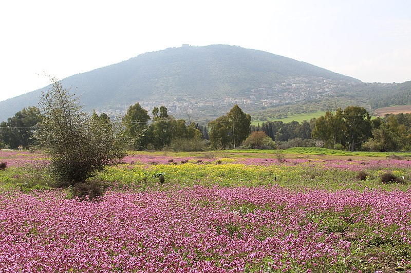 a carpet of pink flowers and a mountain on the background