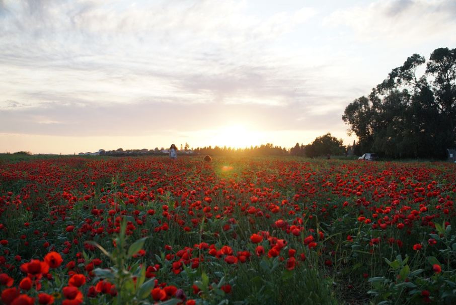 poppy fields in israel