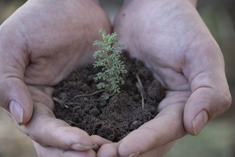 hands holding a soil and seedling