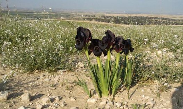 Iris atrofusca in Beer Sheva trail
