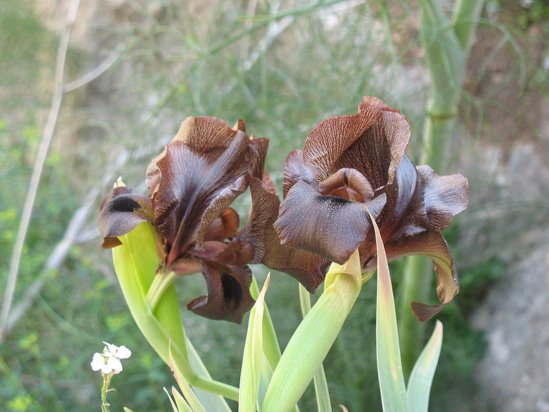 Judean iris in Israel