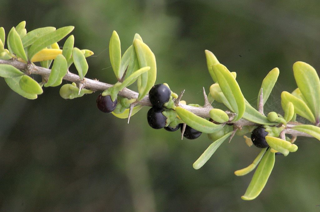 a branch of long leaves and black fruits