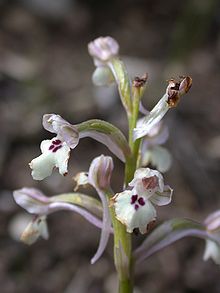 a type of orchid in Israel