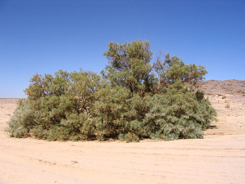 athel tamarisk in the desert