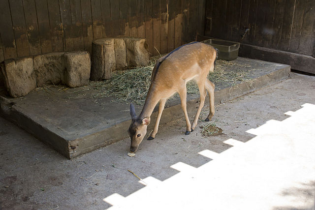 deer at a zoo