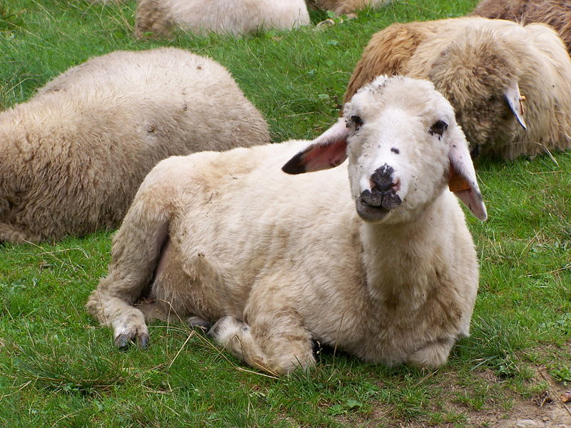 lambs sitting on the grassland