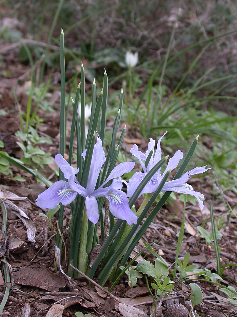 lavender colored flowers of vartan’s iris