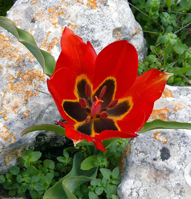 red tulip growing between rocks