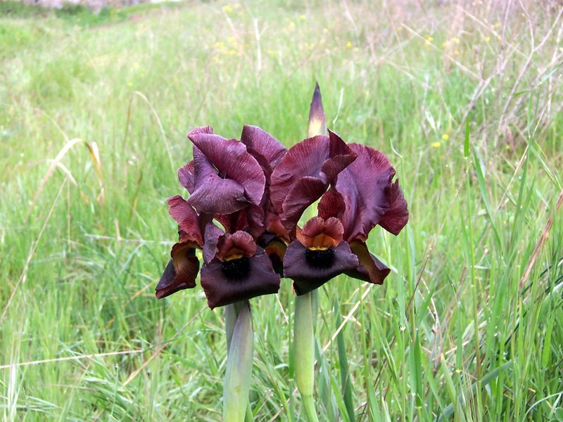 the dark purple flowers of the coastal iris