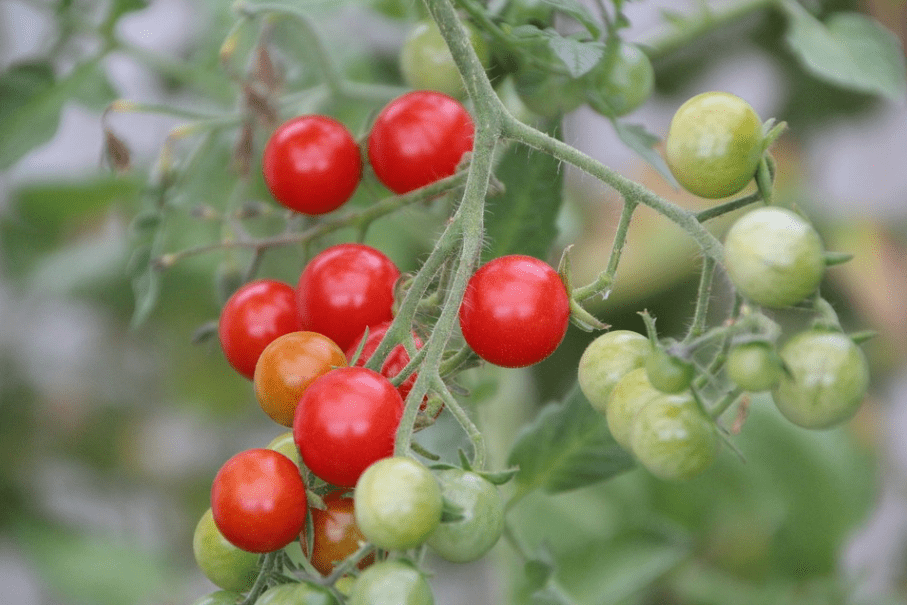a bunch of cherry tomatoes