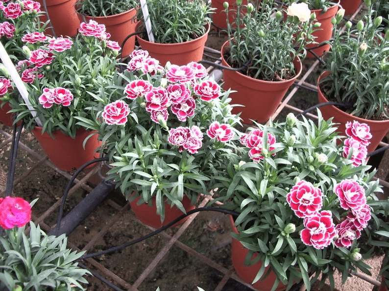nursery flowers watered with drip irrigation in Israel