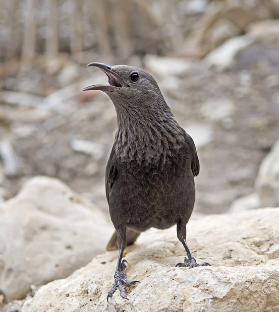 a bird standing on the rock in the Negev desert