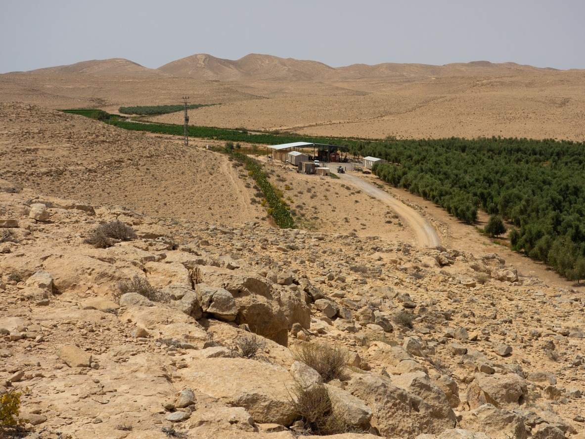 vineyard and olive grove in desert
