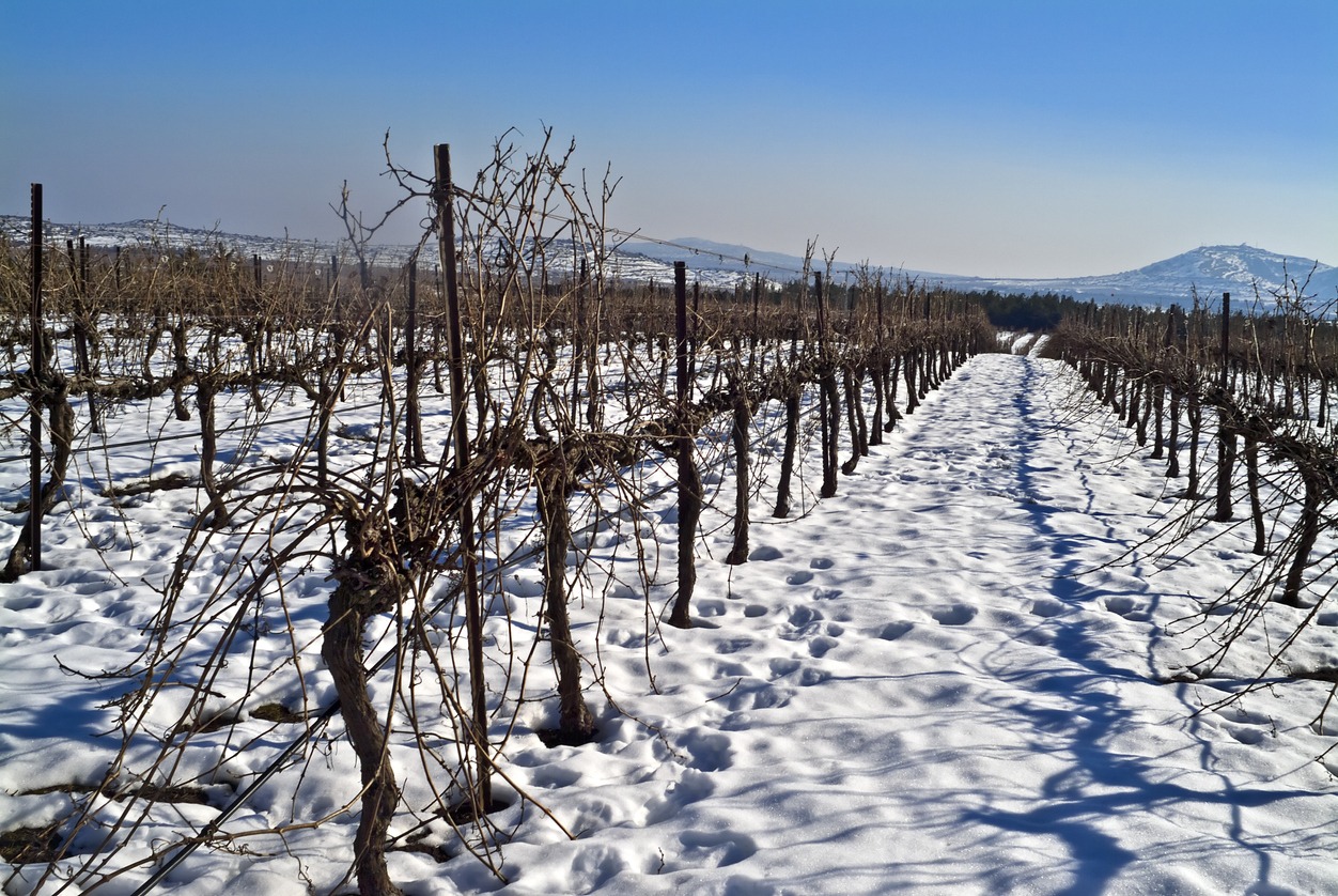 dormant vineyard golan heights