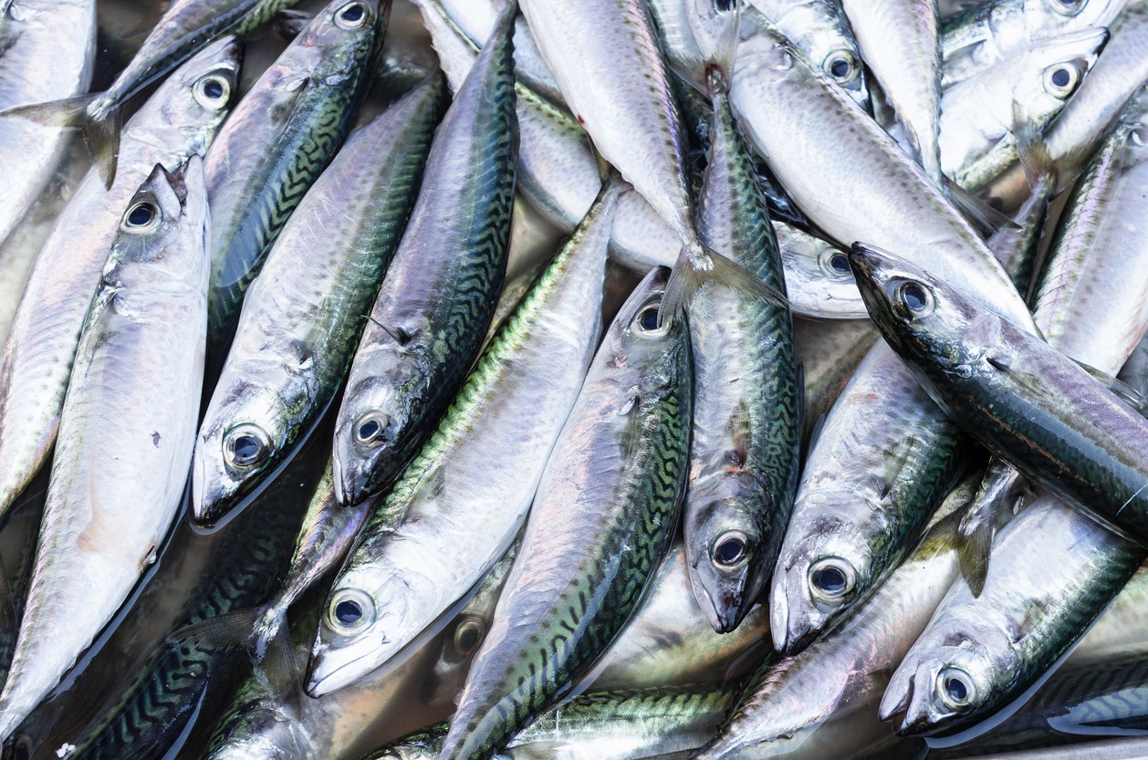 Fresh scomber or Atlantic mackerel